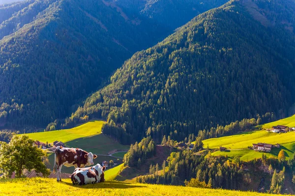 Elragadó Hegyi Völgy Dolomitokban Csodálatos Nap Dél Tirolban Tanyasi Tehenek — Stock Fotó