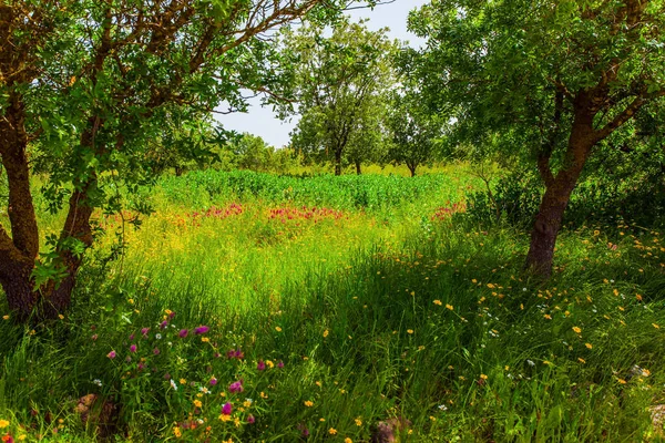 Kwitnąca Zielona Łąka Czerwone Ukwiały Żydowska Wielkanoc Izraelu Wakacje Wiosna — Zdjęcie stockowe