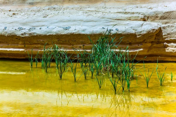 沼泽地的青草在泉源平静的水面上生长得如画一般 春天里阳光灿烂 江津流经内盖夫沙漠的峡谷艾文达特 积极和光旅游业的概念 — 图库照片