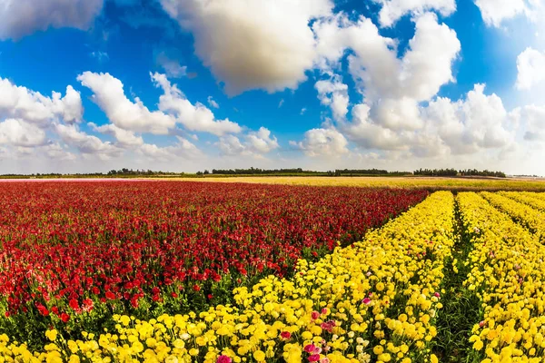 Boer Veld Van Bloeiende Gele Rode Boterbloemen Weelderige Cumulus Wolken — Stockfoto