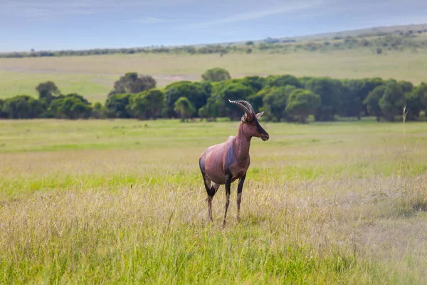 Krásný Býložravec Antelope Roan Slavná Rezerva Masai Mara Keni Afrika — Stock fotografie