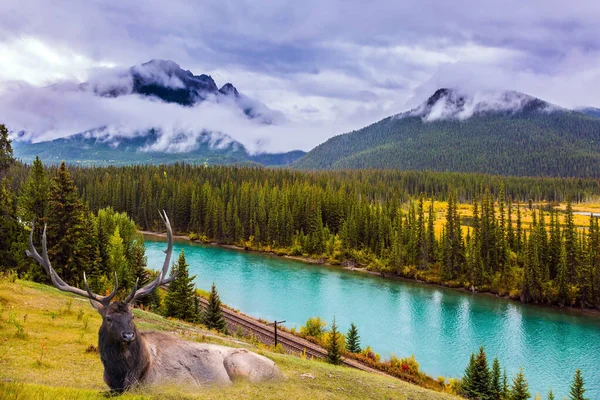 Ciervos Magníficos Con Cuernos Grandes Descansan Orilla Lago Montaña Con —  Fotos de Stock