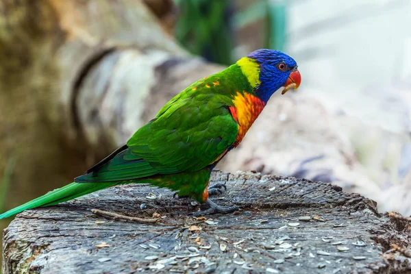 Lori Papegaai Een Kleine Felgekleurde Alle Kleuren Van Regenboog Houtachtige — Stockfoto