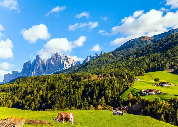 Elragadó Hegyi Völgy Dolomitokban Tanyasi Tehenek Hegyek Zöld Lejtőin Legelnek — Stock Fotó