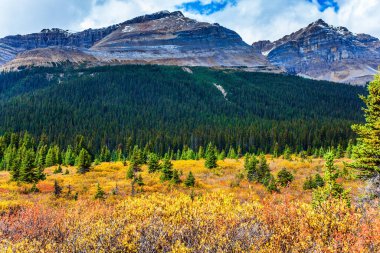 Kıyılardaki çok renkli sonbahar çimenleri 