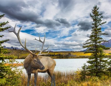  Dallı boynuzları olan geyikler gölde otlar.