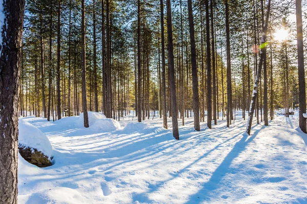 长阴影穿过雪飘，飘移 — 图库照片