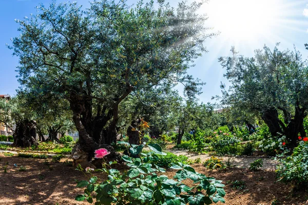 Sehr alte Oliven wachsen — Stockfoto