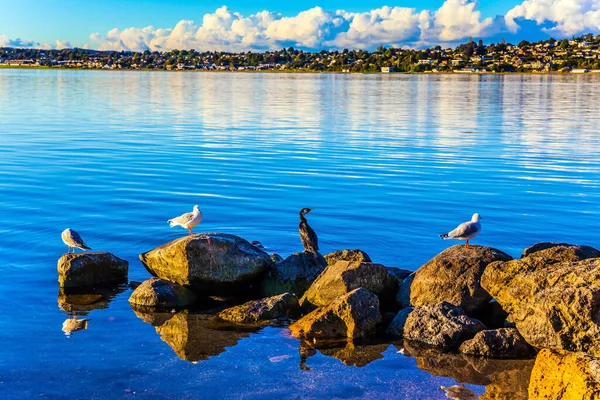 Lake birds sit on the coastal stones — 스톡 사진