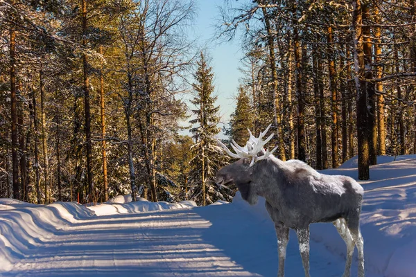 Gorgeous horned moose — 스톡 사진