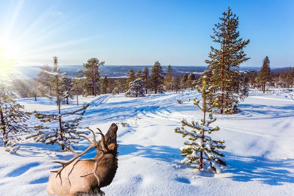 Reindeer on an edge of the winter forest — 스톡 사진