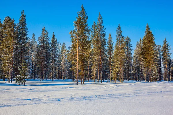 Skogen i Lappland — Stockfoto