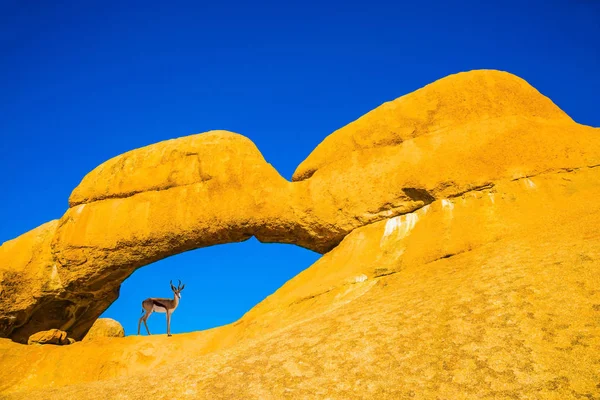 Антилопа Орикс на арках — стоковое фото