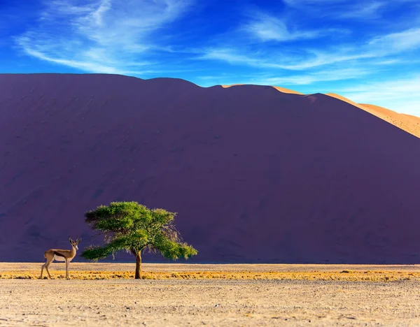 Antílope africano Impala na Namíbia — Fotografia de Stock