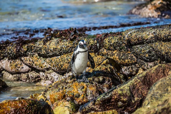 Pingwin przylądkowy czarno biały — Zdjęcie stockowe