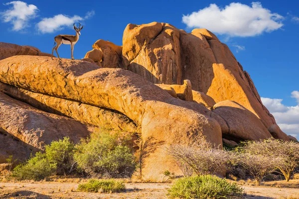 I Namib-ørkenen – stockfoto