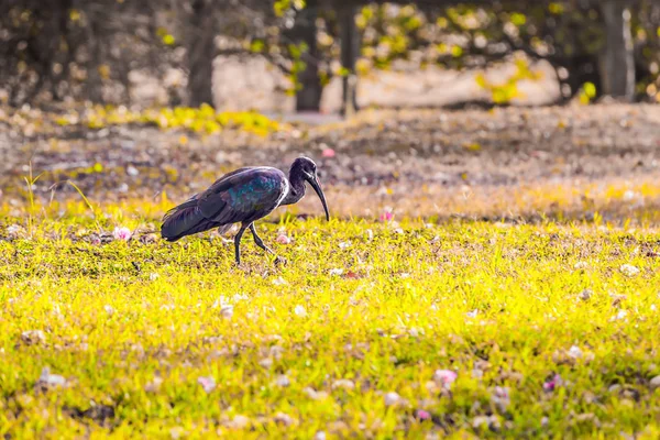 Grande ibis pastoreia na savana africana — Fotografia de Stock