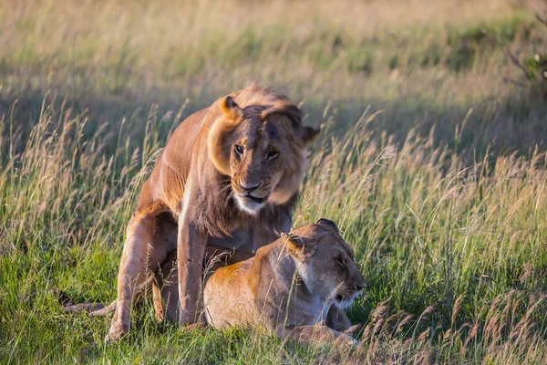 Predators in natural habitat — Stock Photo, Image