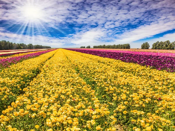 Ranunkeln im Garten - Hahnenfuß — Stockfoto