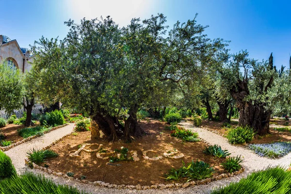 Les olives millénaires poussent sous le soleil chaud — Photo