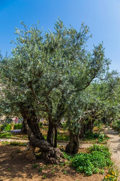 Giardino del Getsemani — Foto Stock