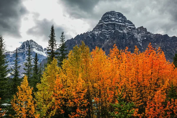 Herbstblätter — Stockfoto