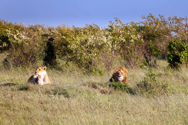 Los leones descansan — Foto de Stock
