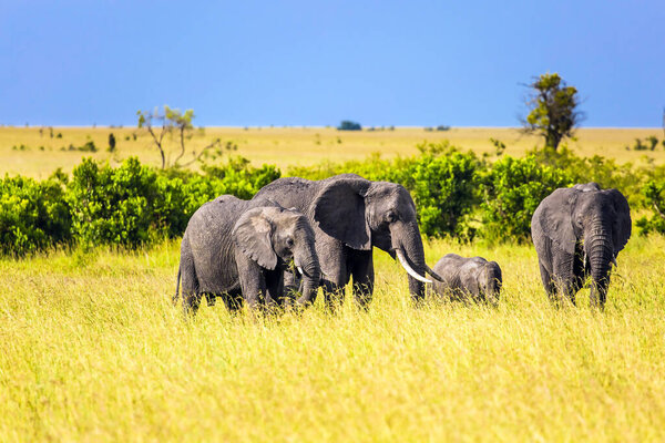 Elephant family with cubs in the savannah. Africa. The famous Masai Mara Reserve in Kenya. Elephants are the largest land mammals. The concept of ecological, exotic and photo tourism