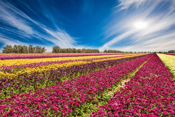 Meraviglioso giardino fiorito ranuncoli — Foto Stock