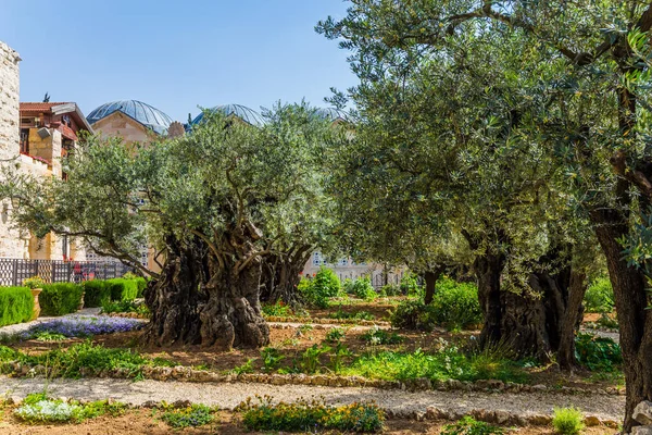 Древние оливковые деревья — стоковое фото