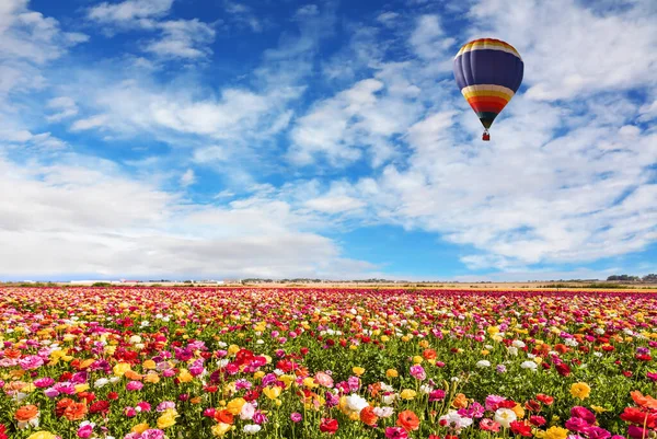 以色列南部 春天的一天 农民的田地里开着红黄相间的小花 以色列的早春 气球飞过花田 农村和生态旅游的概念 — 图库照片