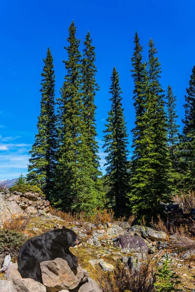 Kraftfull Svartbjörn Vilar Moränsjön Canadian Rockies Provinsen Alberta Begreppet Ekologisk — Stockfoto