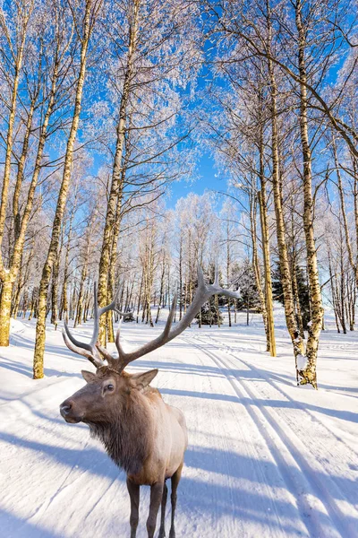 Magnífico Reno Con Cuernos Pista Esquí Bosque Álamo Cubierto Nieve —  Fotos de Stock