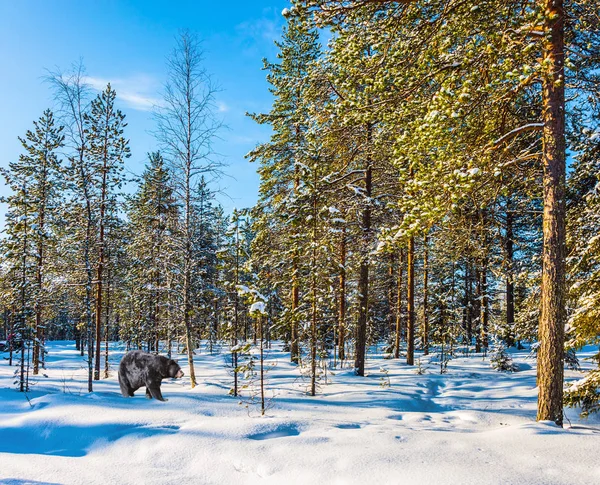 Pronto Navidad Ártico Poderoso Oso Negro Camina Través Bosque Nevado —  Fotos de Stock