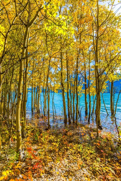Затопленные Березовые Рощи Великолепное Бирюзовое Озеро Авраам Скалистые Горы Канады — стоковое фото