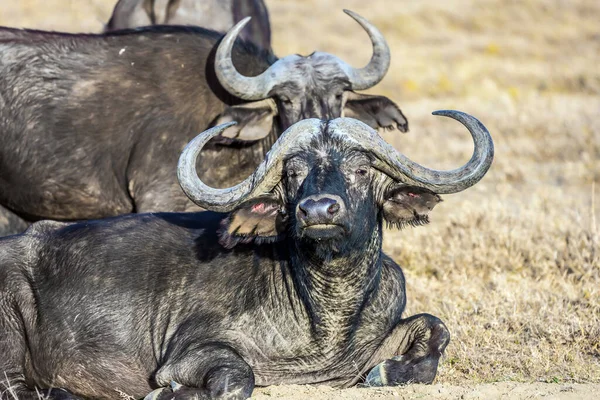 Bölények Szavanna Fűjében Pihennek Erős Szarvak Díszítik Állatok Fejét Safari — Stock Fotó