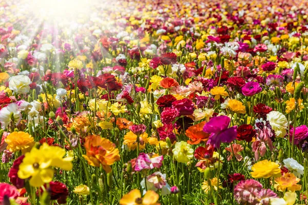 Весеннее Настроение Открытка Весенний Праздник Великолепные Разноцветные Лютики Солнечный Прекрасный — стоковое фото