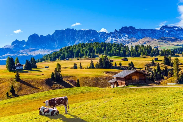 Indiai Nyár Dolomitokban Dagadt Tanyasi Tehenek Legelnek Hegyekben Alpe Siusi — Stock Fotó