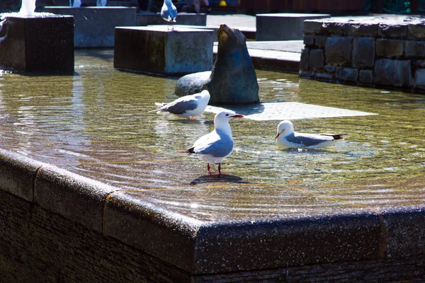 元の大理石の噴水と美しい海のカモメ 2つの海のほとりに素晴らしい港町 神秘的な南アフリカ アクティブ エキゾチックで写真の観光の概念 — ストック写真