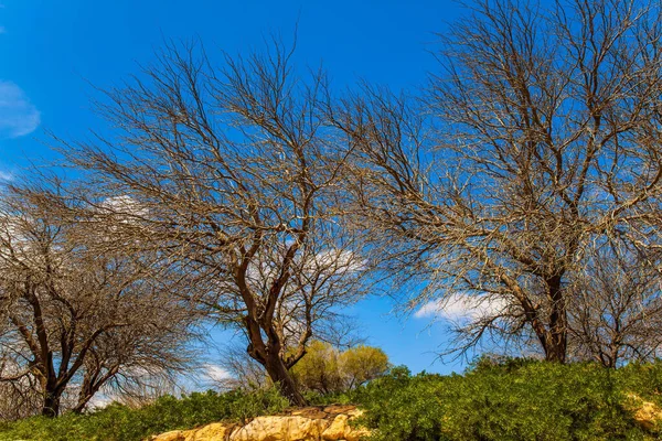 Una Primavera Maravillosa Israel Hermoso Día Viento Cálido Desierto Negev —  Fotos de Stock