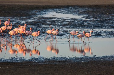  Namibya 'nın Atlantik kıyısında akşam. Beyaz ve pembe flamingo sürüsü kendilerini kıyı alüvyonunda besler. Gün batımı. Çevre dostu, aktif, fotoğraf turizmi ve kuş izleme kavramı