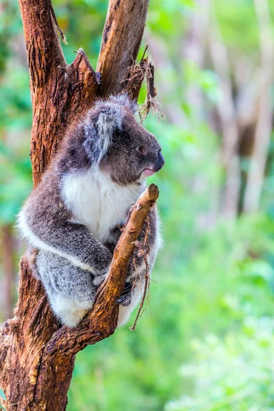 Koala Urso Marsupial Mamífero Herbívoro Austrália Endêmica Único Representante Moderno — Fotografia de Stock