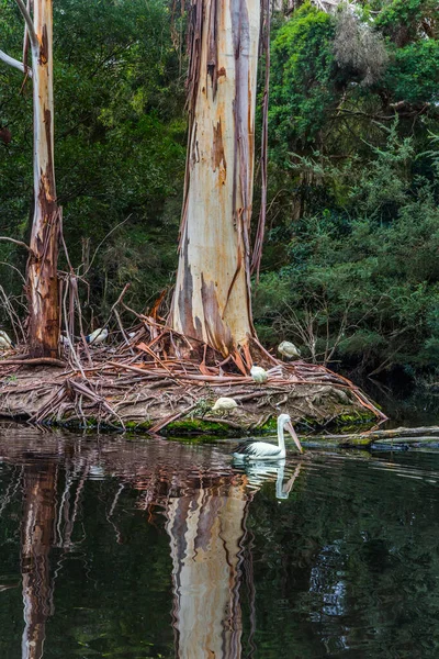 Australský Park Velký Vodní Ptactvo Australští Pelikáni Růžovým Zobákem Plavou — Stock fotografie