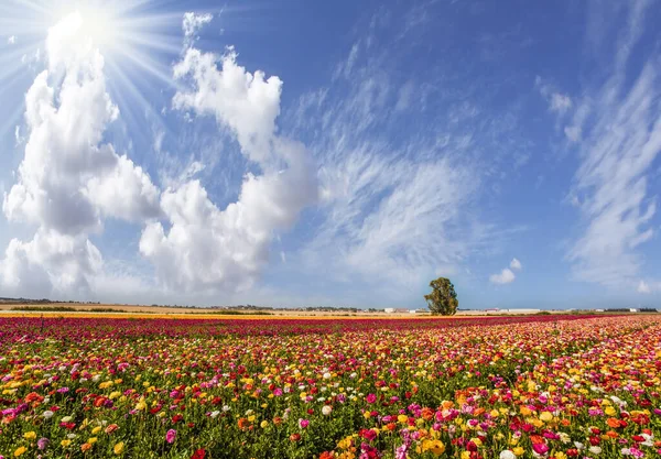 Champ Pittoresque Boutons Colorés Fleurs Soleil Brillant Réchauffe Les Fleurs — Photo