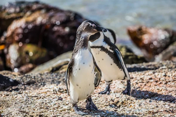Пара Африканских Черно Белых Пингвинов Атлантическом Побережье Колония Пингвинов Национальном — стоковое фото