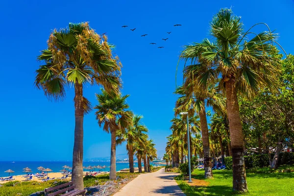 Ostrov Jižním Středomoří Široká Pěší Stezka Podél Pobřeží Lemována Palmami — Stock fotografie