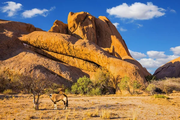 Antílope Oryx Pernas Compridas Viaje Para África Pedras Pitorescas Deserto — Fotografia de Stock