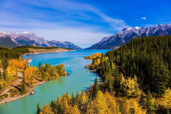 カナダのロッキー山脈の山の谷 白樺の黄金の秋とアブラハム湖の岸のアスペン林 活動的 生態学的 写真観光の概念 — ストック写真