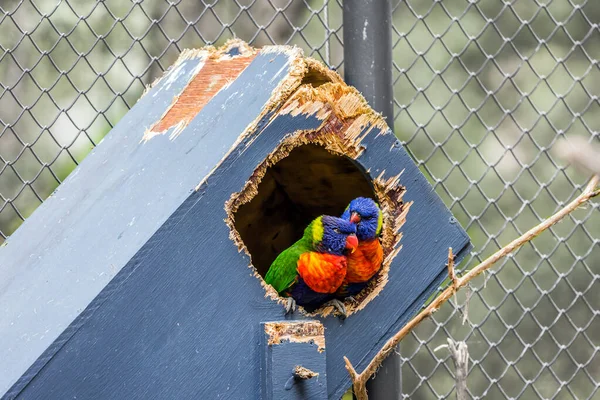 オウムのペアは 鳥の家に座っている ローリオウム 木製のオウムのすべての色で小さく 明るく着色されています 異国情緒と生態観光の概念 — ストック写真