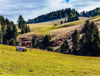 Sonbaharın başlarında harika sıcak bir gün. Çiftlik inekleri tepelerde otlar. Alpe di Siusi, İtalya 'nın Dolomitler şehrinde büyüleyici bir platodur. Yürüme, ekolojik ve fotoğraf turizmi kavramı